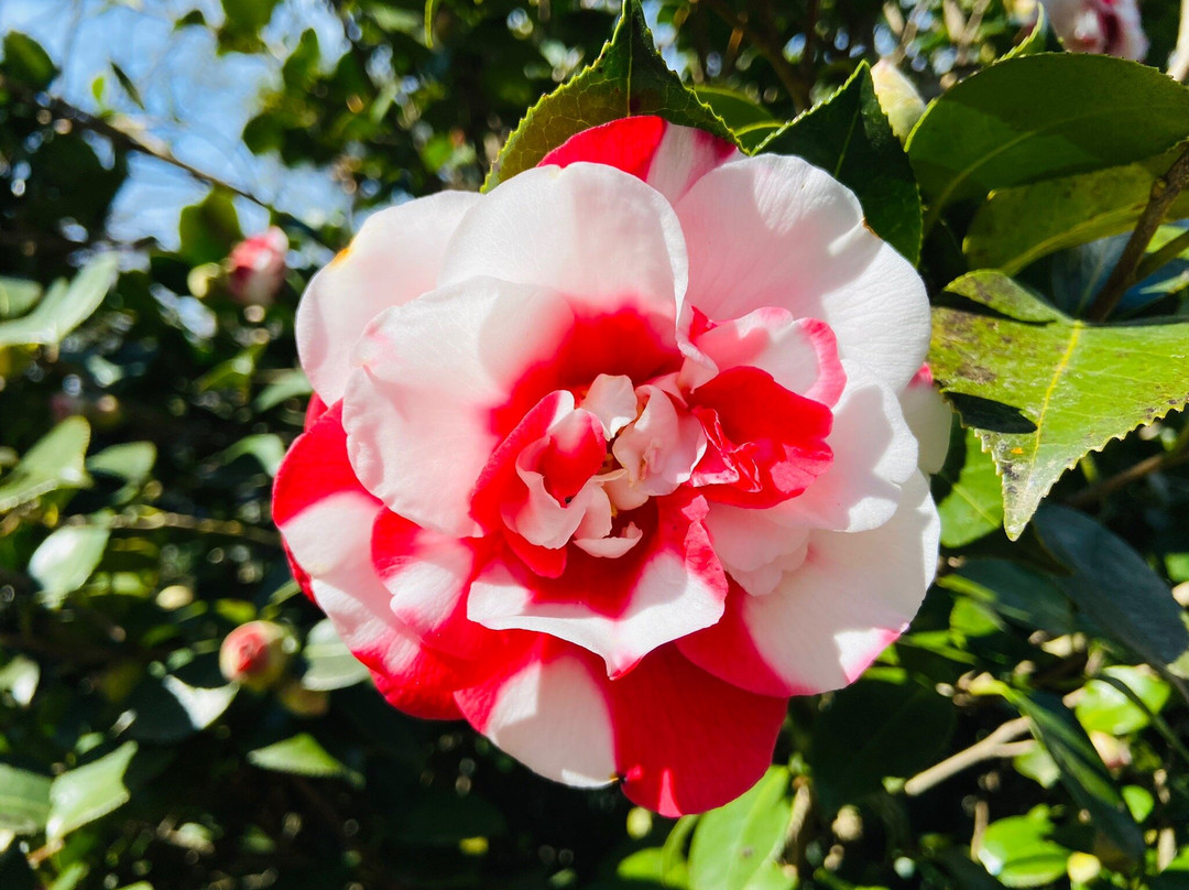 Camellia Park-洛迦诺必去景点