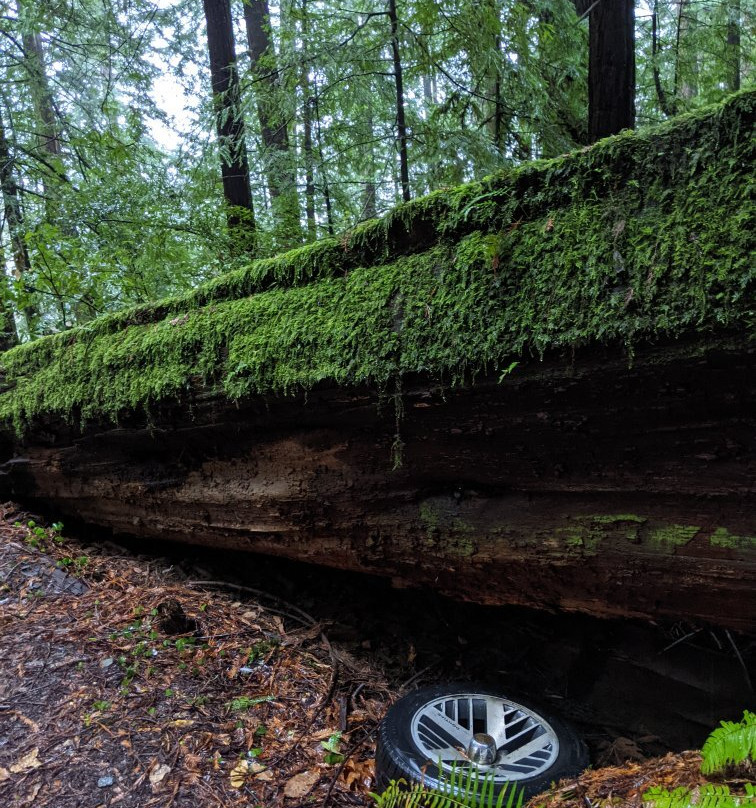 Humboldt Redwoods State Park景点图片
