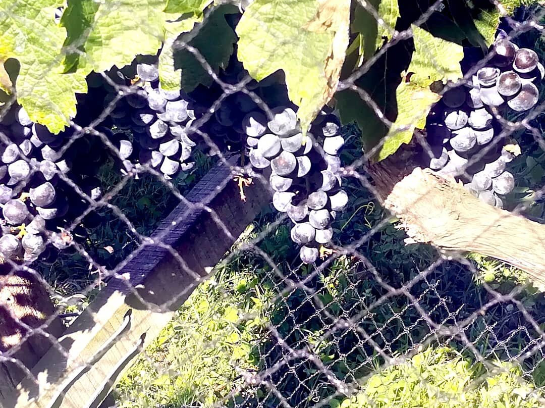 Vinos Uribelarrea景点图片