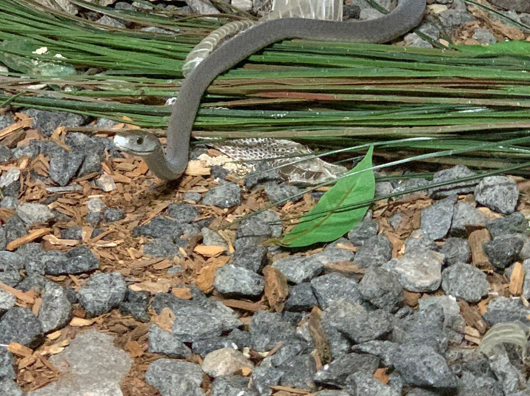 Reptilia Zoo and Education Centre Vaughan景点图片