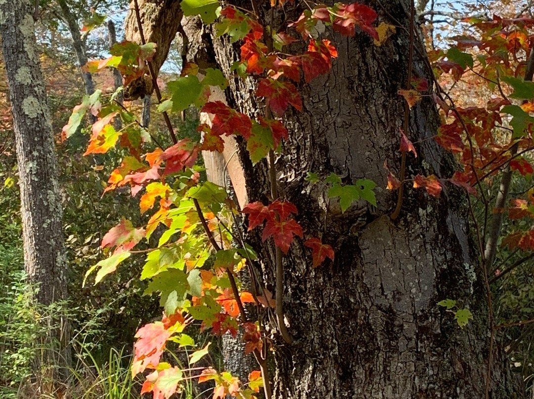 White Memorial Conservation Center-利奇菲尔德必去景点