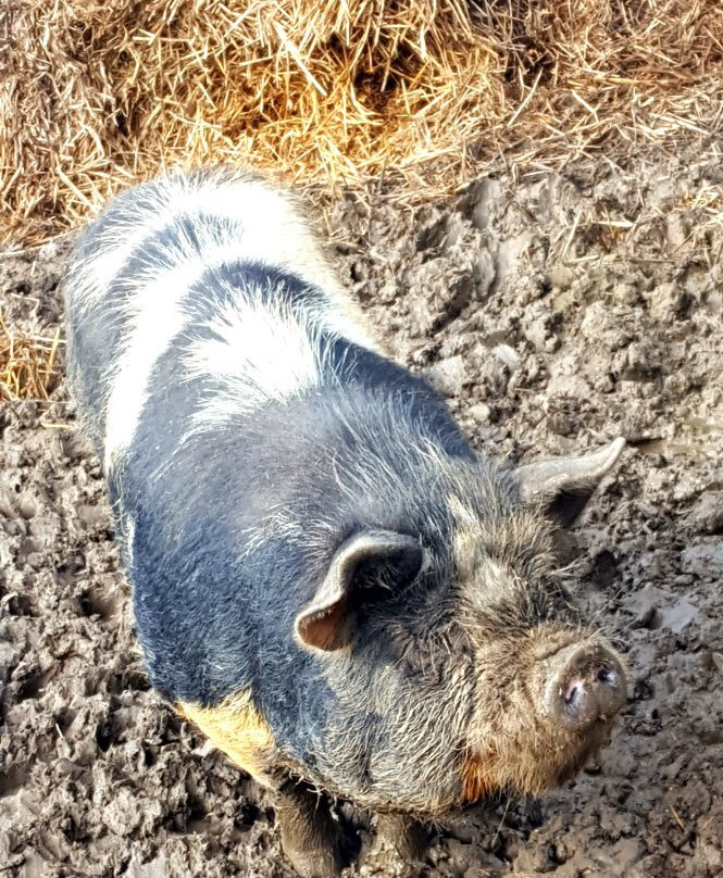 Minskip Farm Shop景点图片