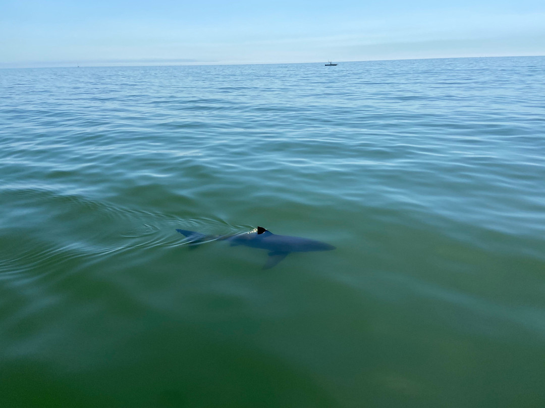 Sea Spirit Ocean Safari (formerly)-圣克鲁斯必去景点