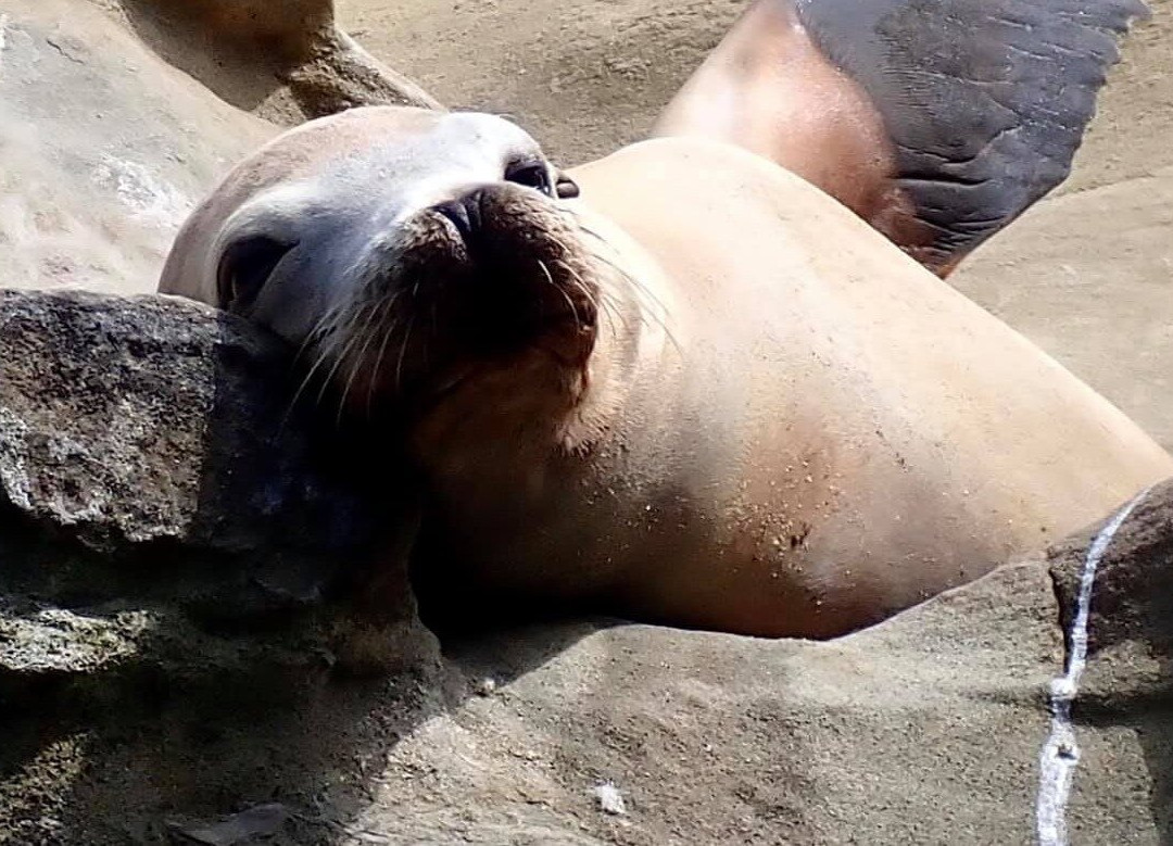 SCUBA SOCAL ADVENTURES-拉荷亚必去景点
