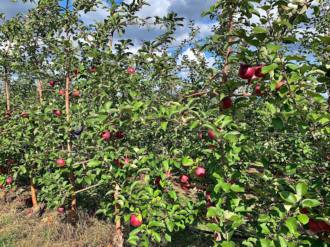 Apex Orchards-Shelburne Falls必去景点