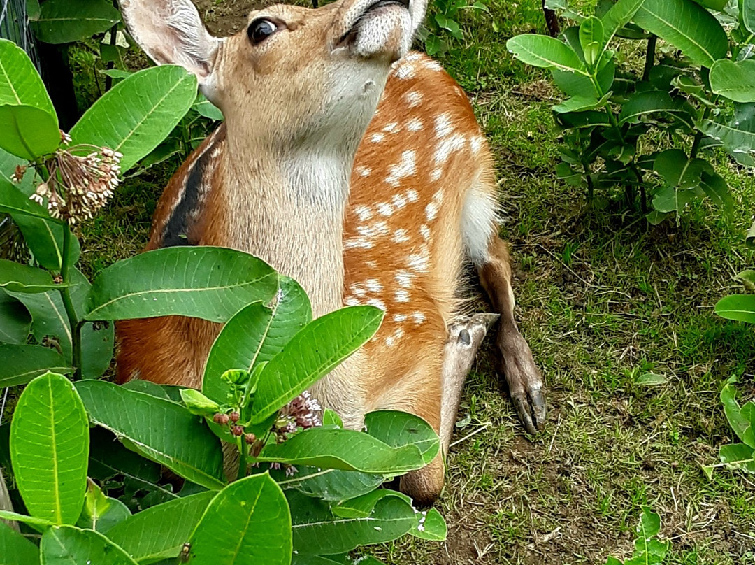 Vermont Reindeer Farm-Orleans必去景点