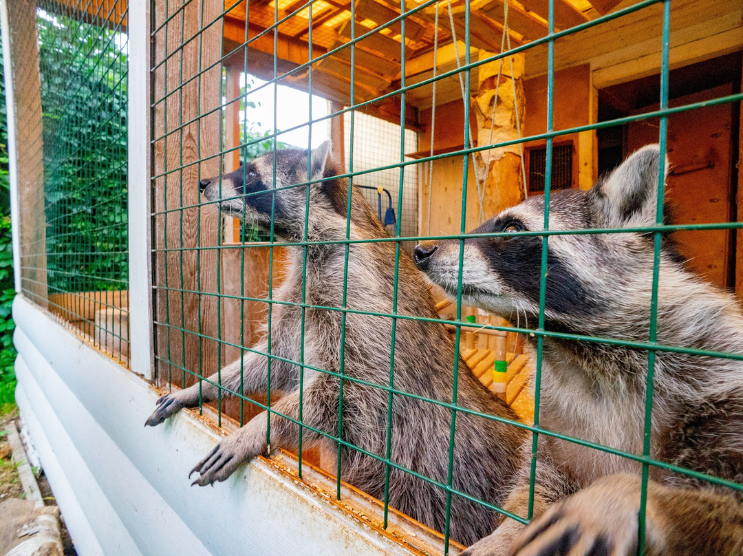 Racoon's House-Khotkovo必去景点