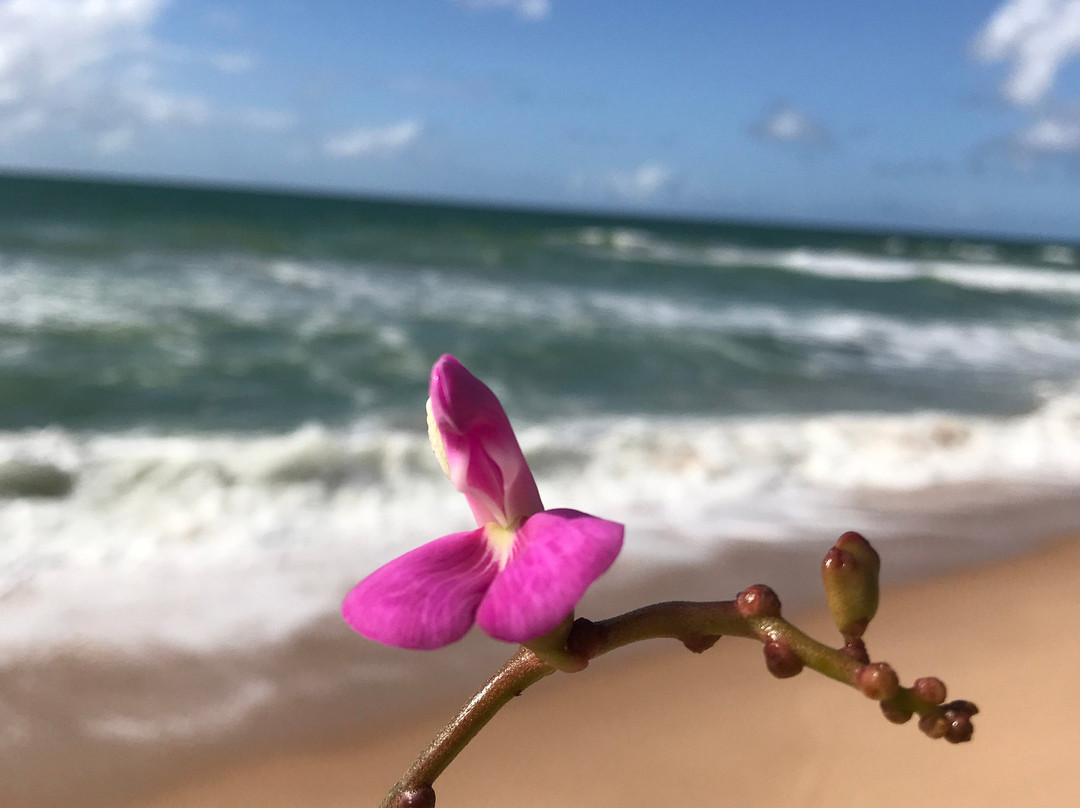 Praia do Pirui-Arembepe必去景点