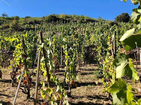 Domaine de Corps de Loup-Tupin-et-Semons必去景点