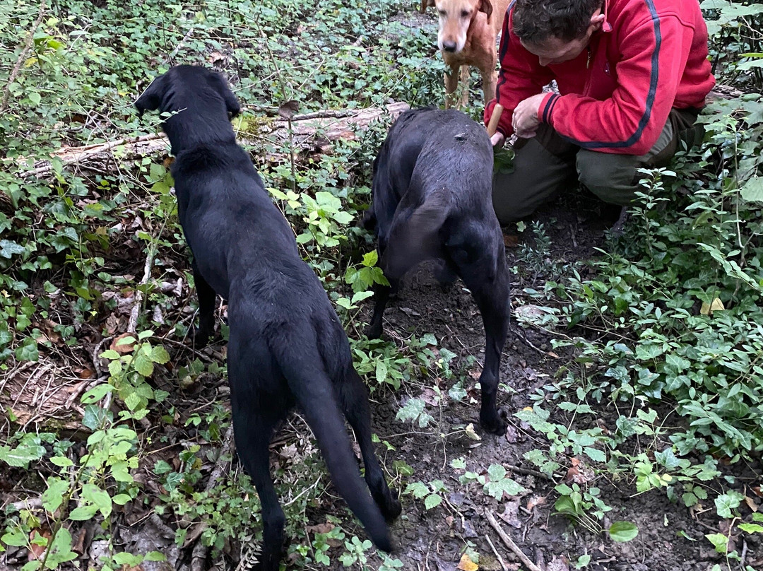 Truffle Hunting-Motovun必去景点