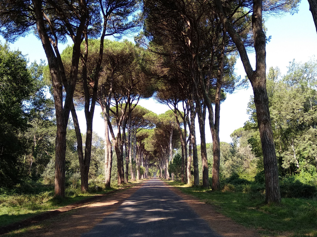 Parco Regionale Migliarino San Rossore Massaciuccoli-比萨必去景点