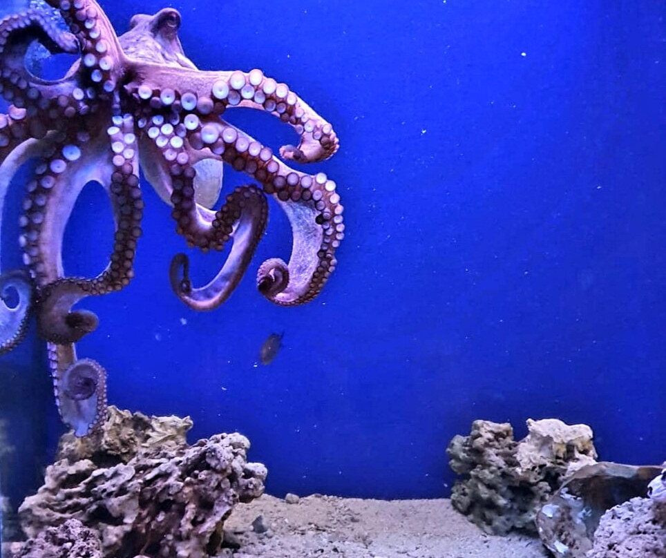 Aquarium Terrarium Sibenik-希贝尼克必去景点