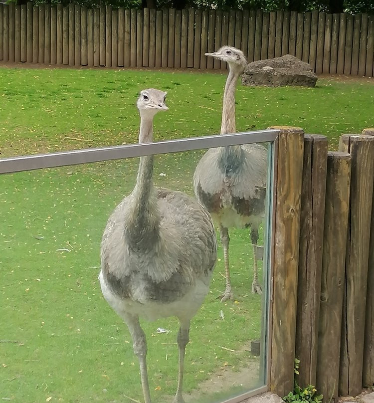 Augsburg Zoo景点图片