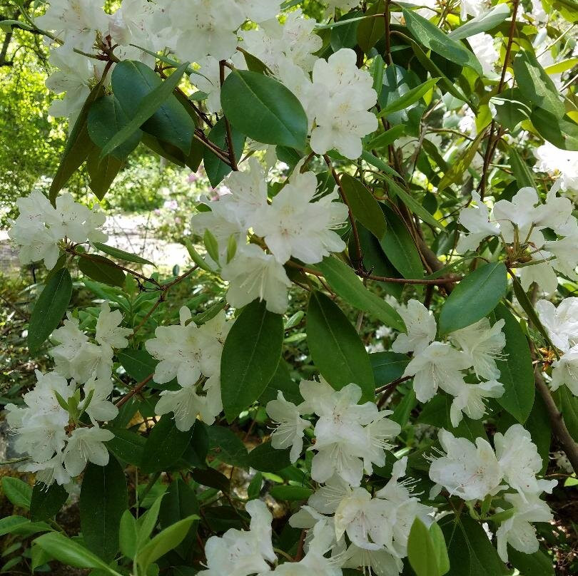 Kelsey Arboretum-Boxford必去景点