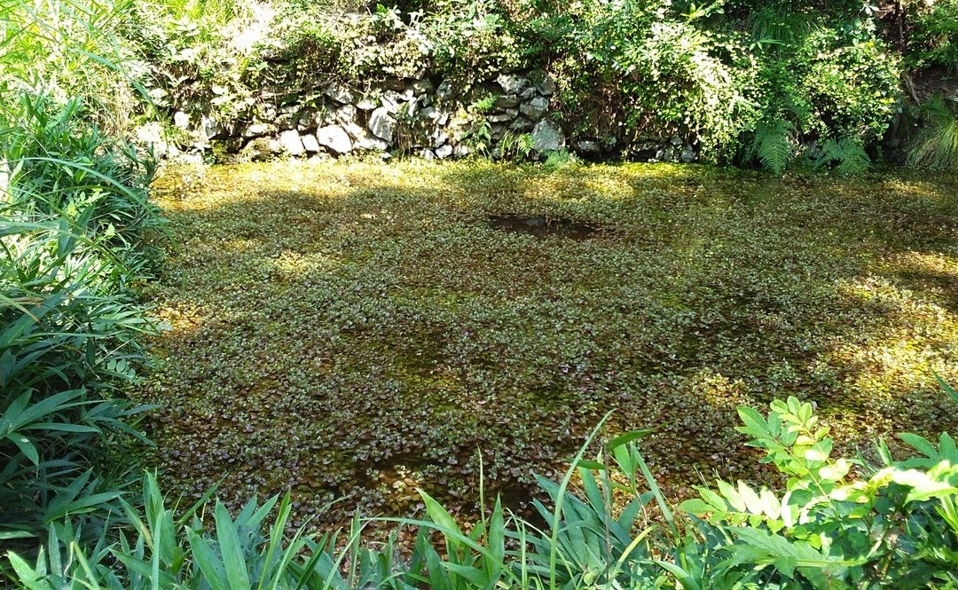 Odani Castle-长滨市必去景点