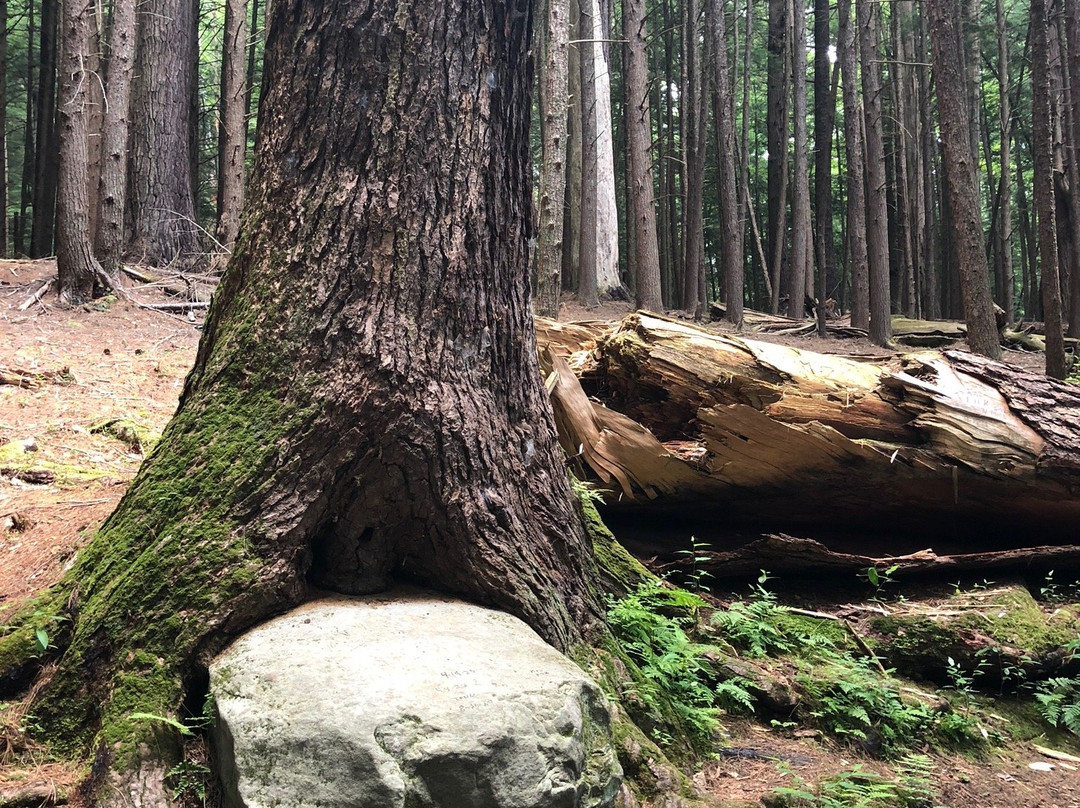 Cook Forest State Park景点图片