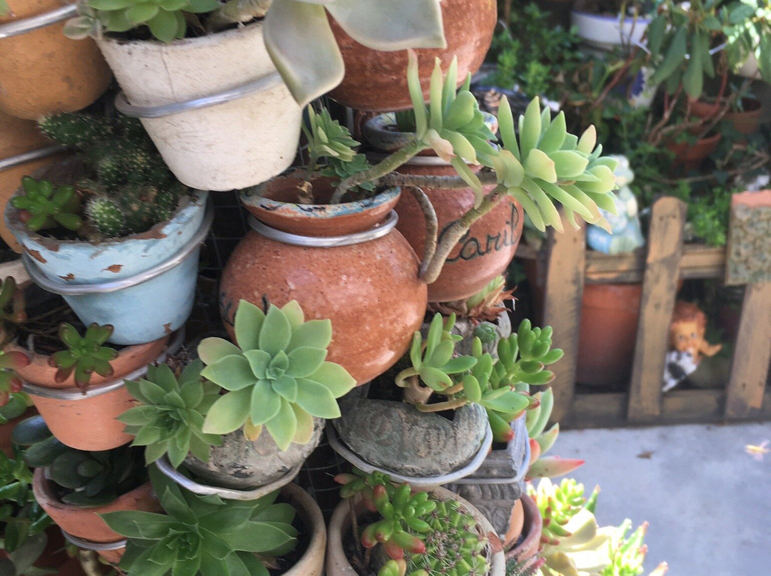 La Casa de los Cactus-Hervas必去景点