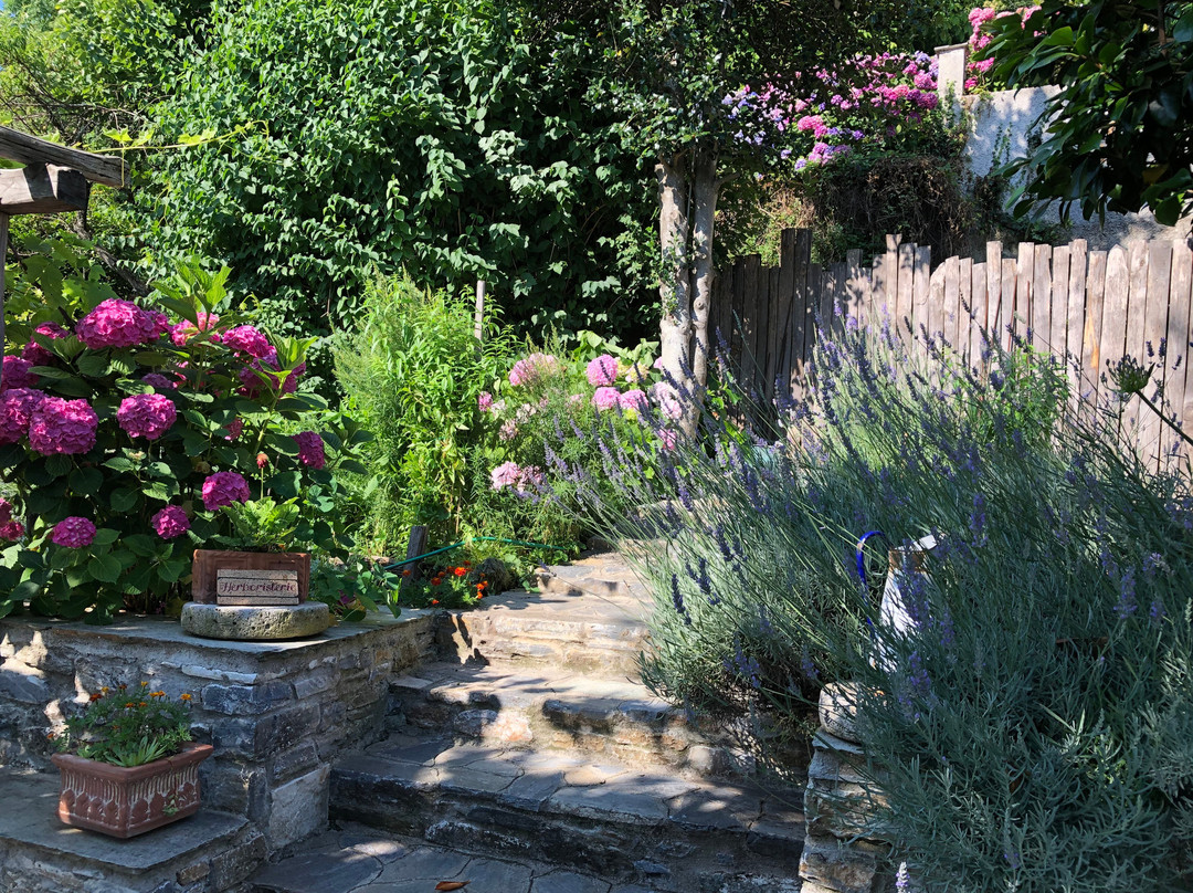 Αrnica Montana主图