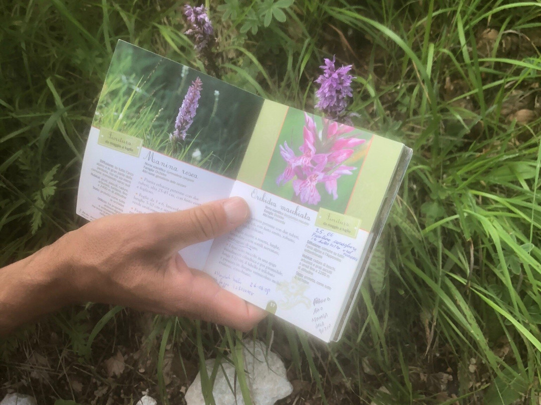 Happy Owl Tracks-维罗纳必去景点