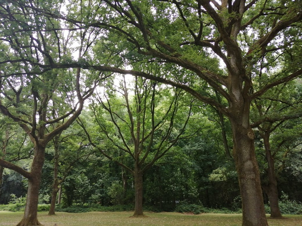 Delville Wood War Memorial景点图片