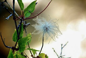 Northland Lodge主图