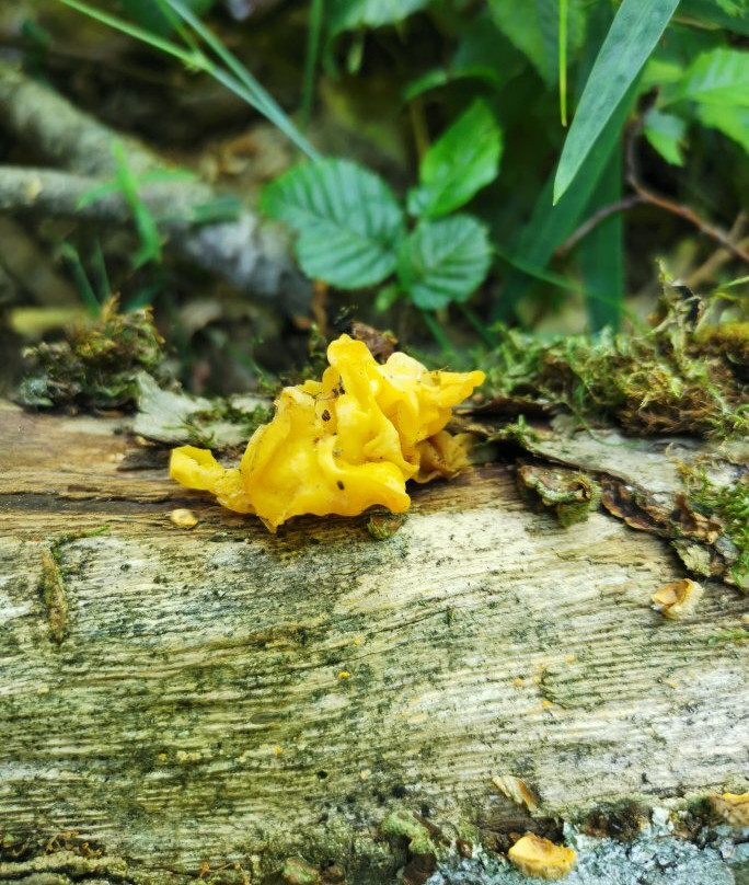 Soweczka Arek Szymura - Private Nature Tours-Bialowieza必去景点