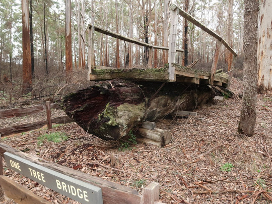 One Tree Bridge-Manjimup必去景点