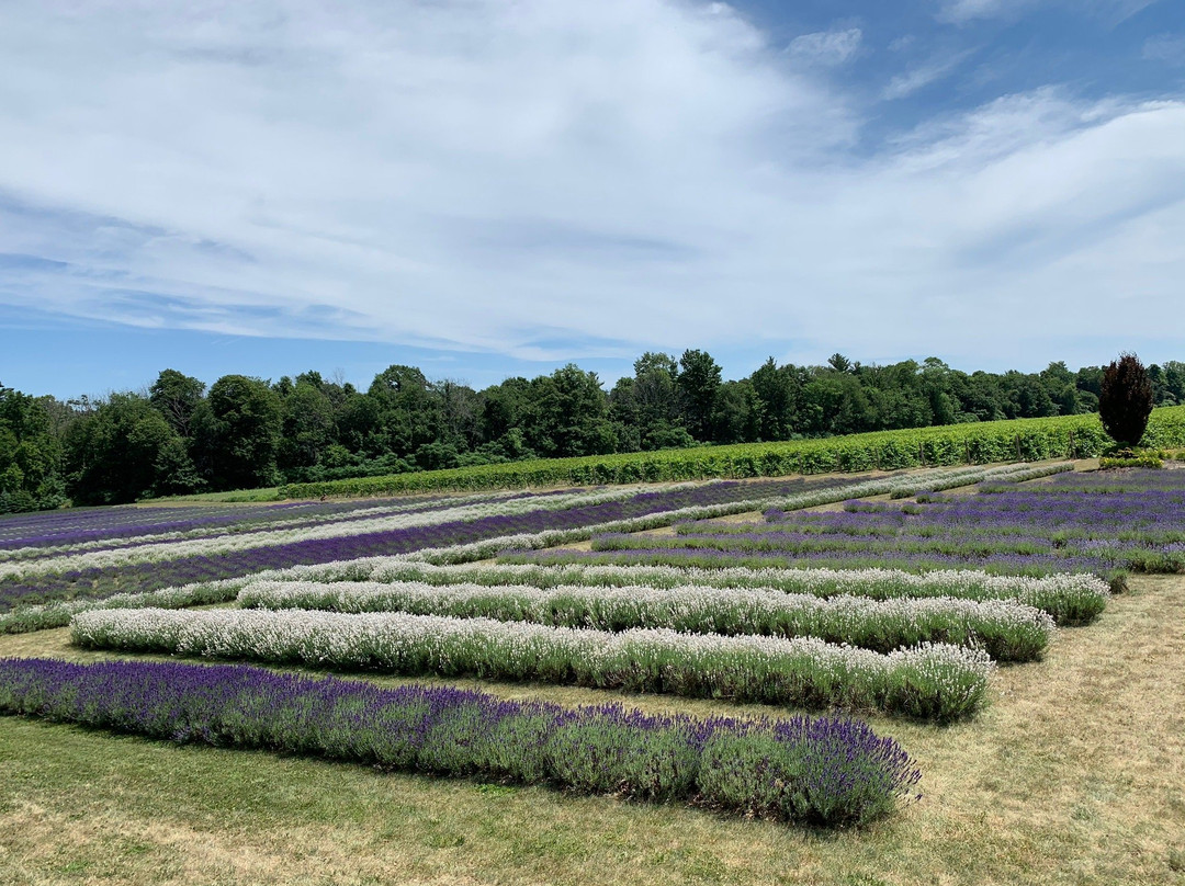 Bonnieheath Estate Lavender & Winery景点图片
