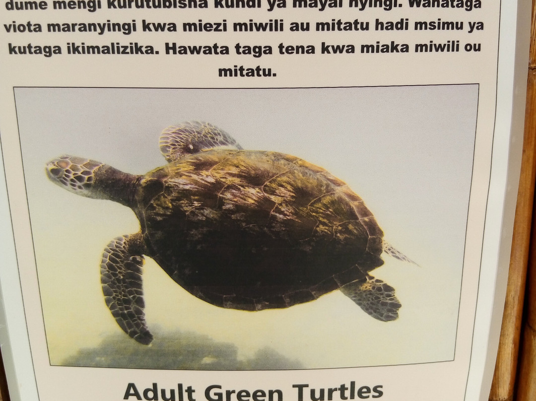 Kasa Diving - Diving Maziwe Marine Reserve-Pangani必去景点