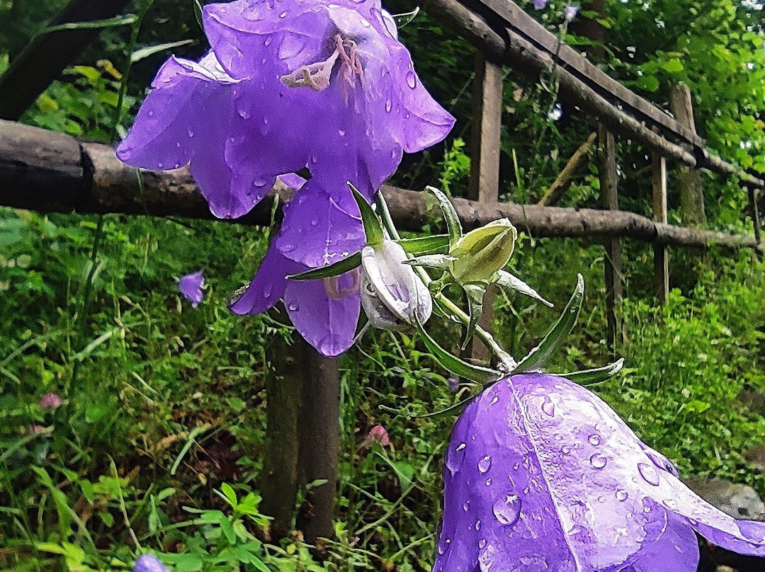 Divci Kamen景点图片