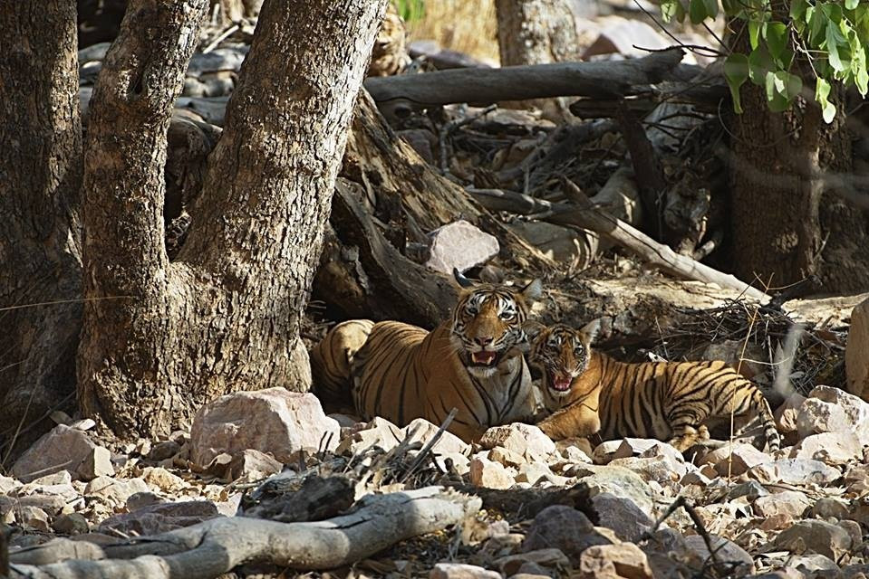Visit2ranthambhore-瑟瓦伊马托布尔必去景点
