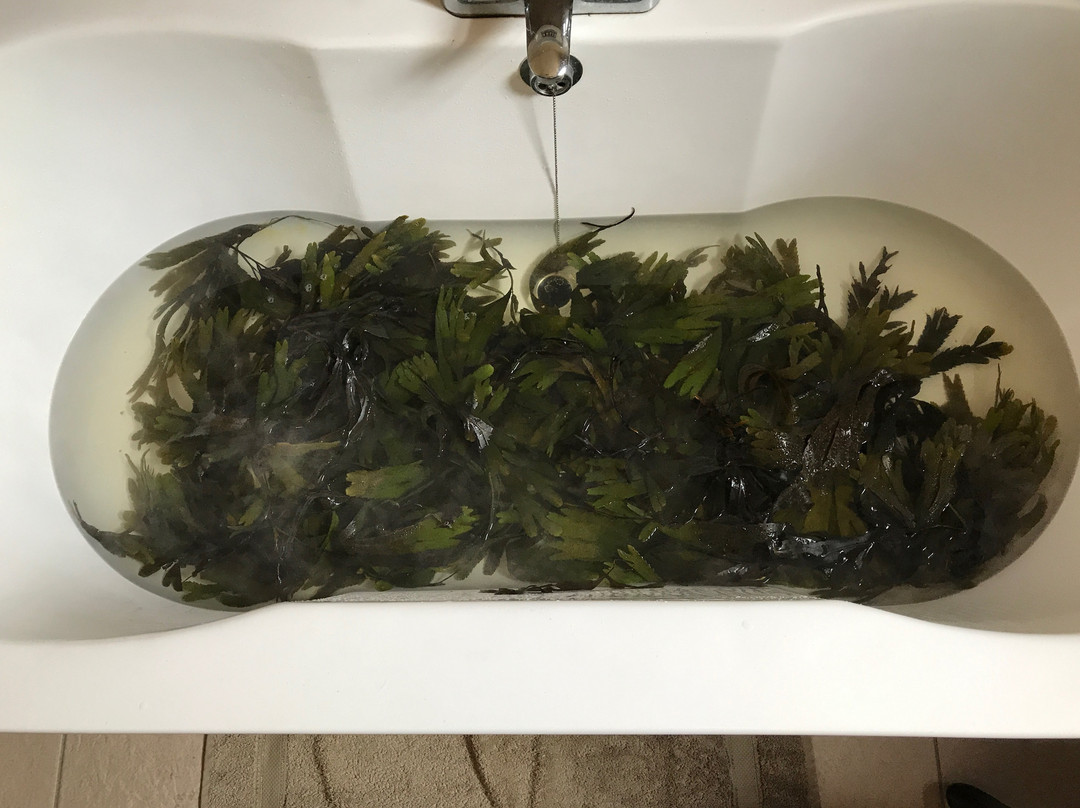 Aran Seaweed Baths and Spa景点图片