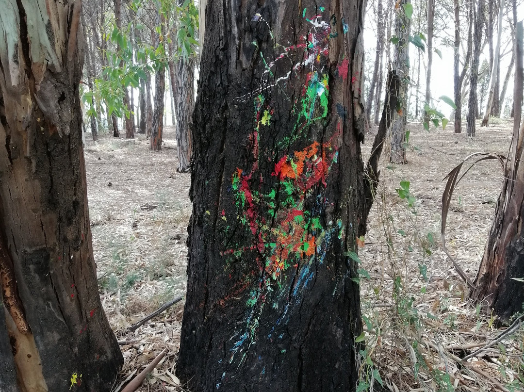 Area Naturalistica delle Dune di Giovino-Catanzaro Lido必去景点