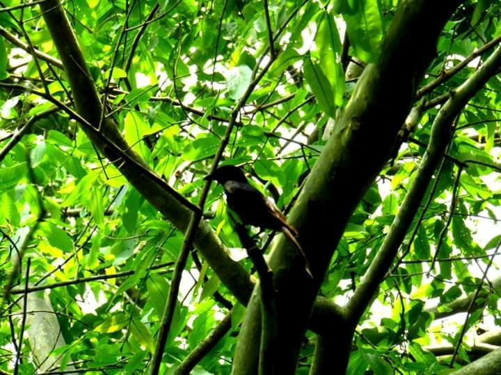 Bibhutibhushan Wildlife Sanctuary景点图片