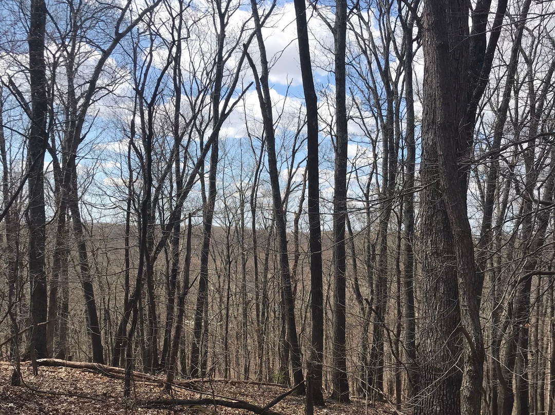 Dr. Edmund A. Babler Memorial State Park景点图片