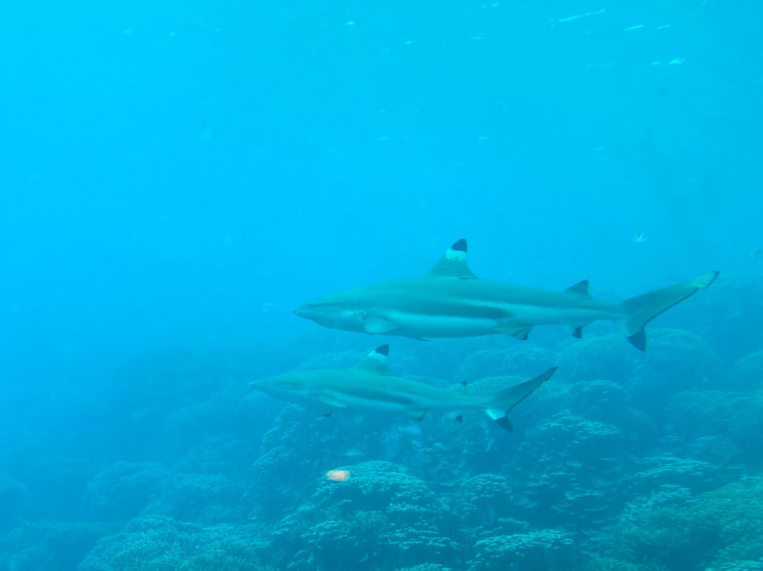 Fish Eye Underwater Observatory-Piti必去景点