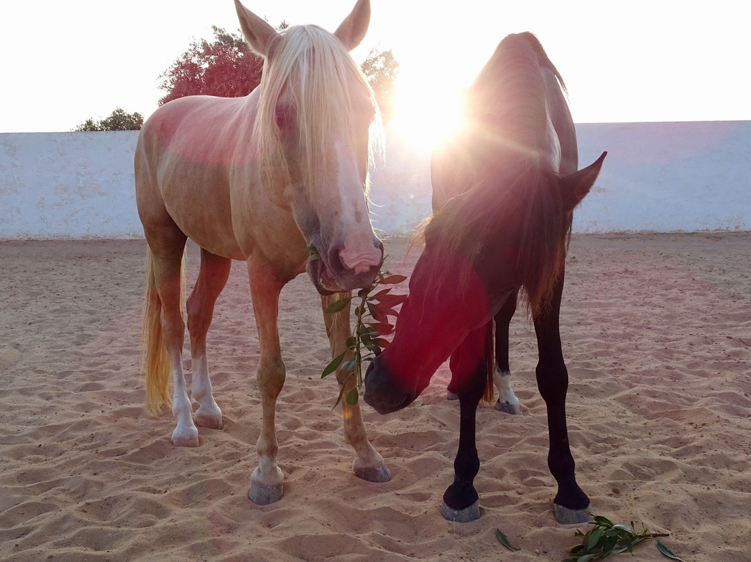 Djerba Zitouna Stables景点图片