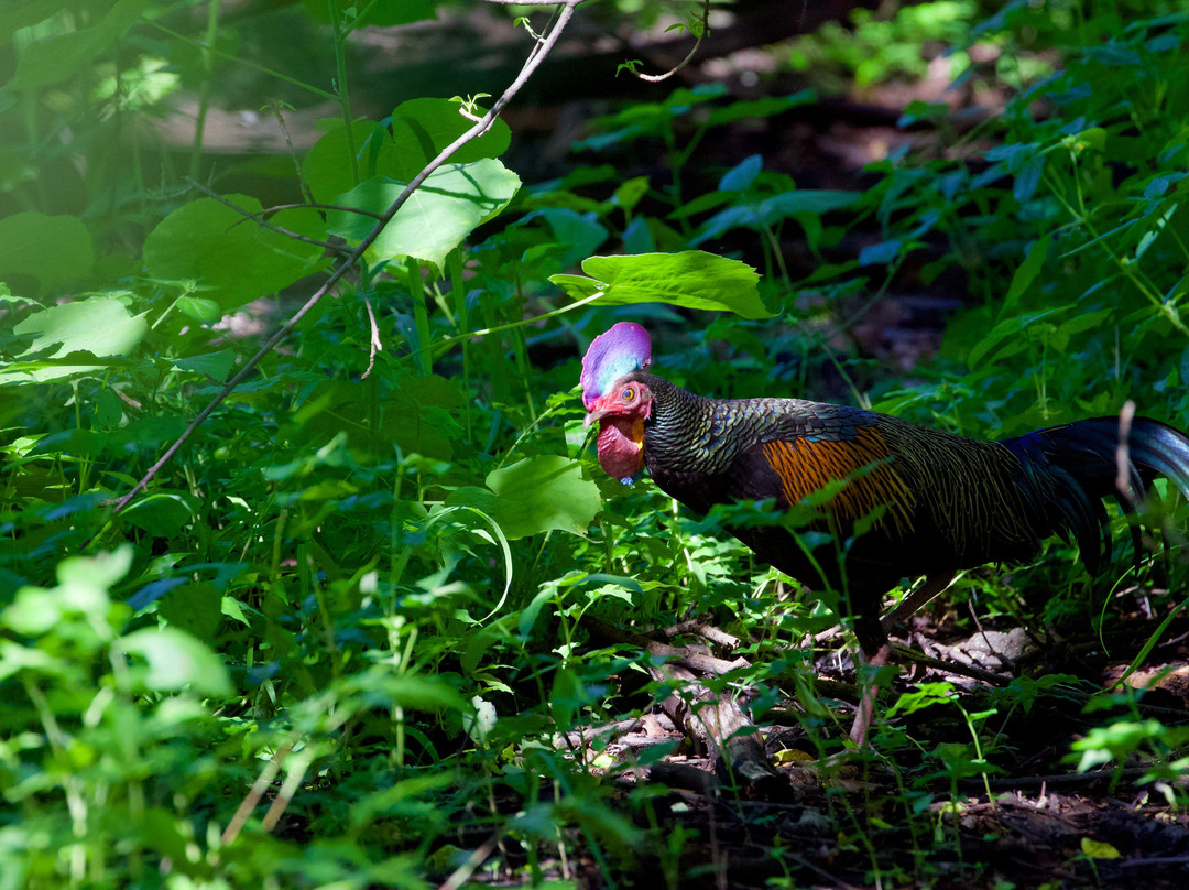 Starlingbali-吉利马努克必去景点