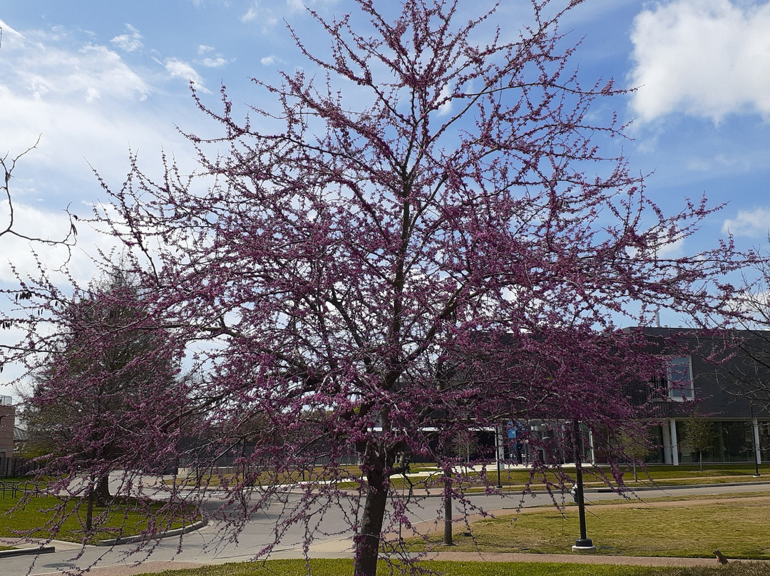 莱斯大学校园-休斯顿必去景点
