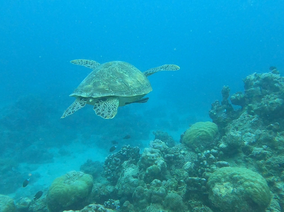 Euro-Divers la Pointe景点图片