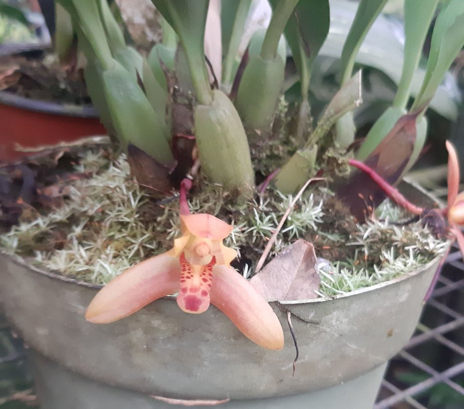 Agro Oriente Viveros-Moyobamba必去景点