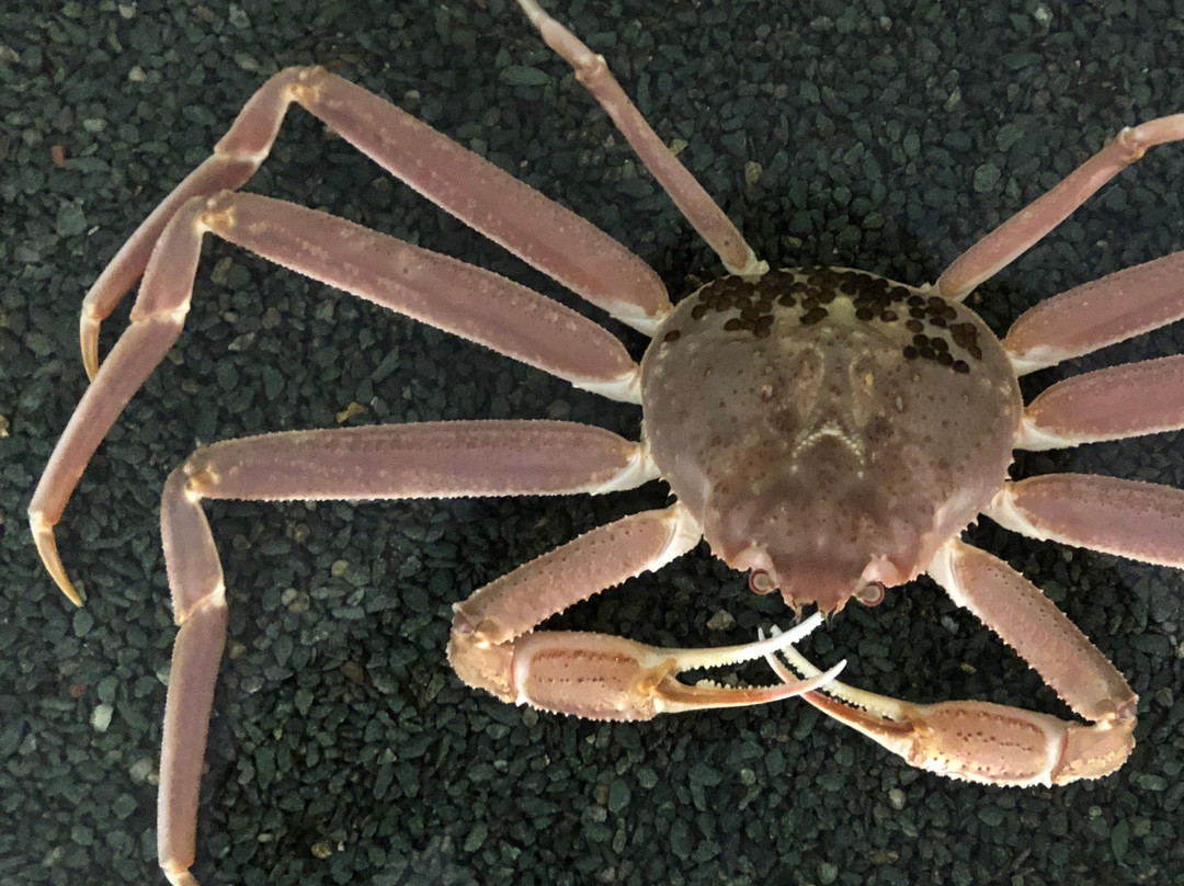 Firefly Squid Museum-滑川市必去景点