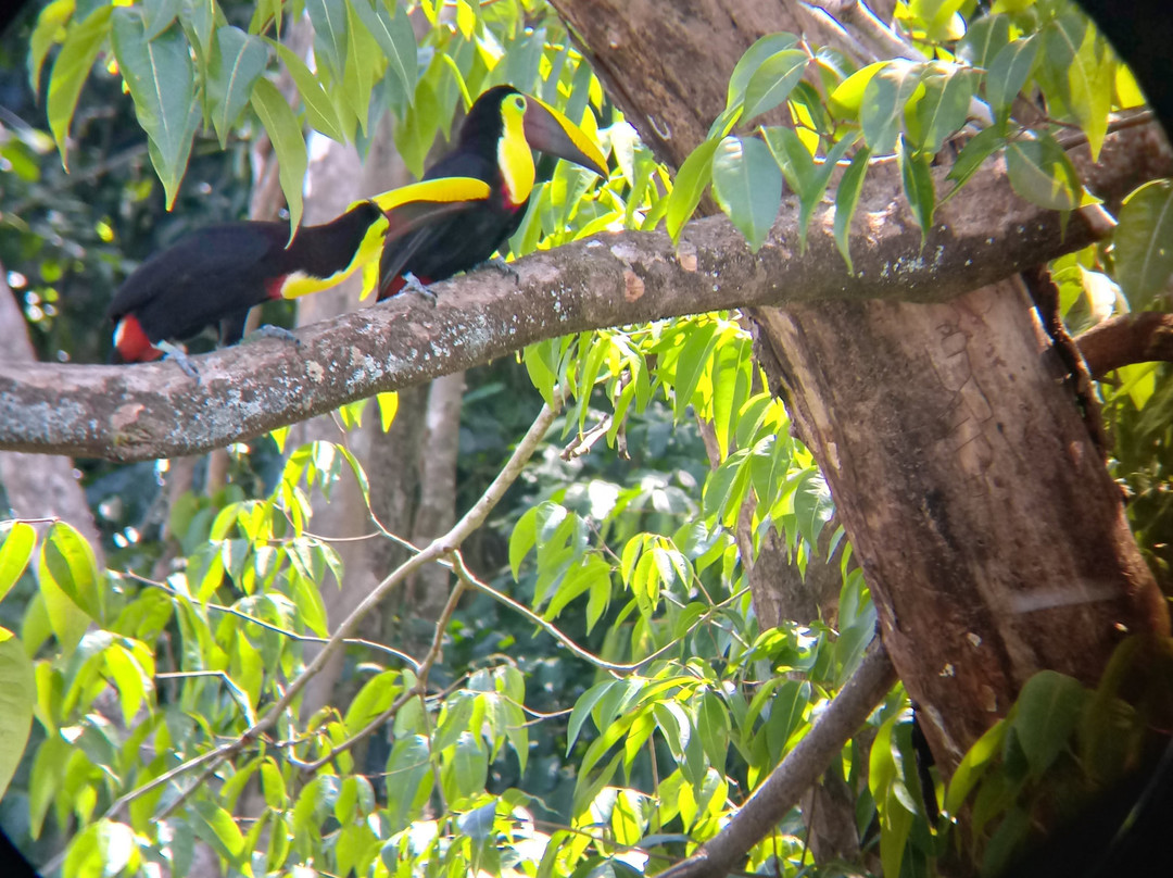 Osa Mangrove Tours景点图片