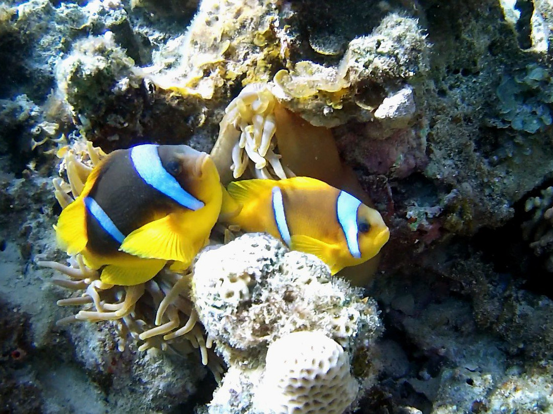 Coral Reefs-达哈卜必去景点