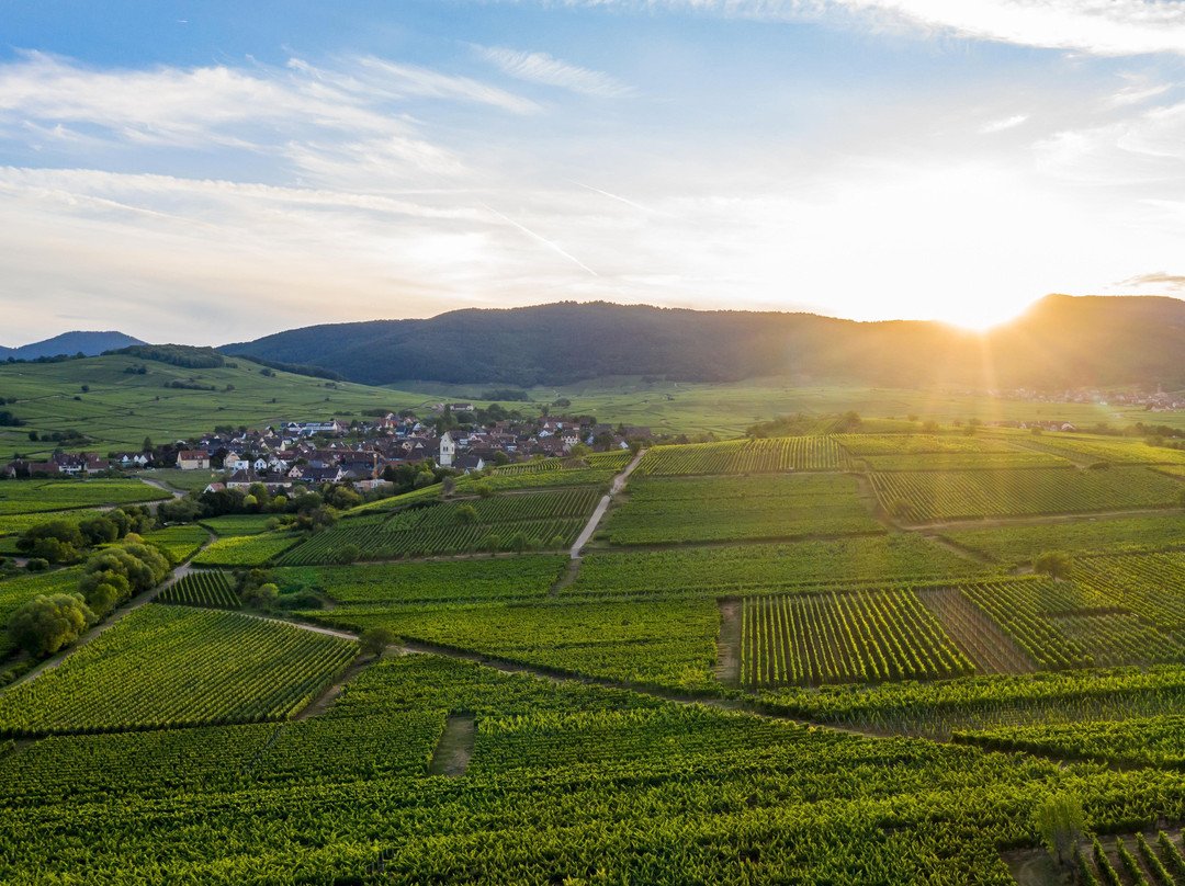 Domaine Specht - Vins et activités oenotouristiques-Mittelwihr必去景点