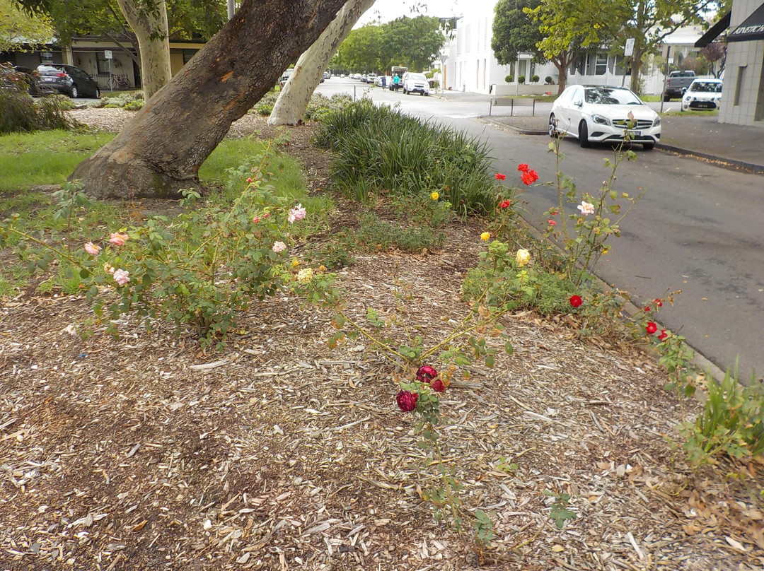 Rats of Tobruk Reserve景点图片