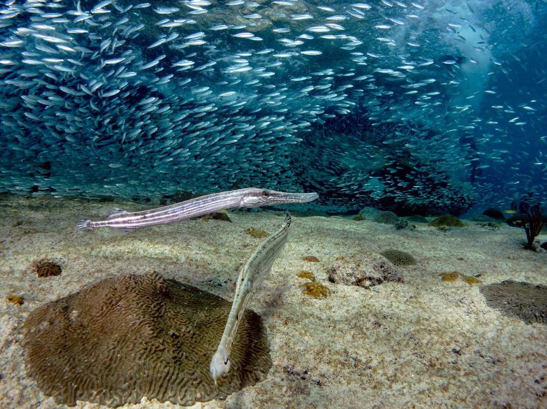 Lagun Blou Dive-Lagun必去景点