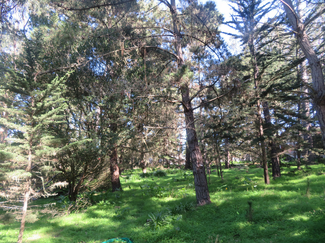 Monarch Grove Sanctuary-太平洋丛林镇必去景点