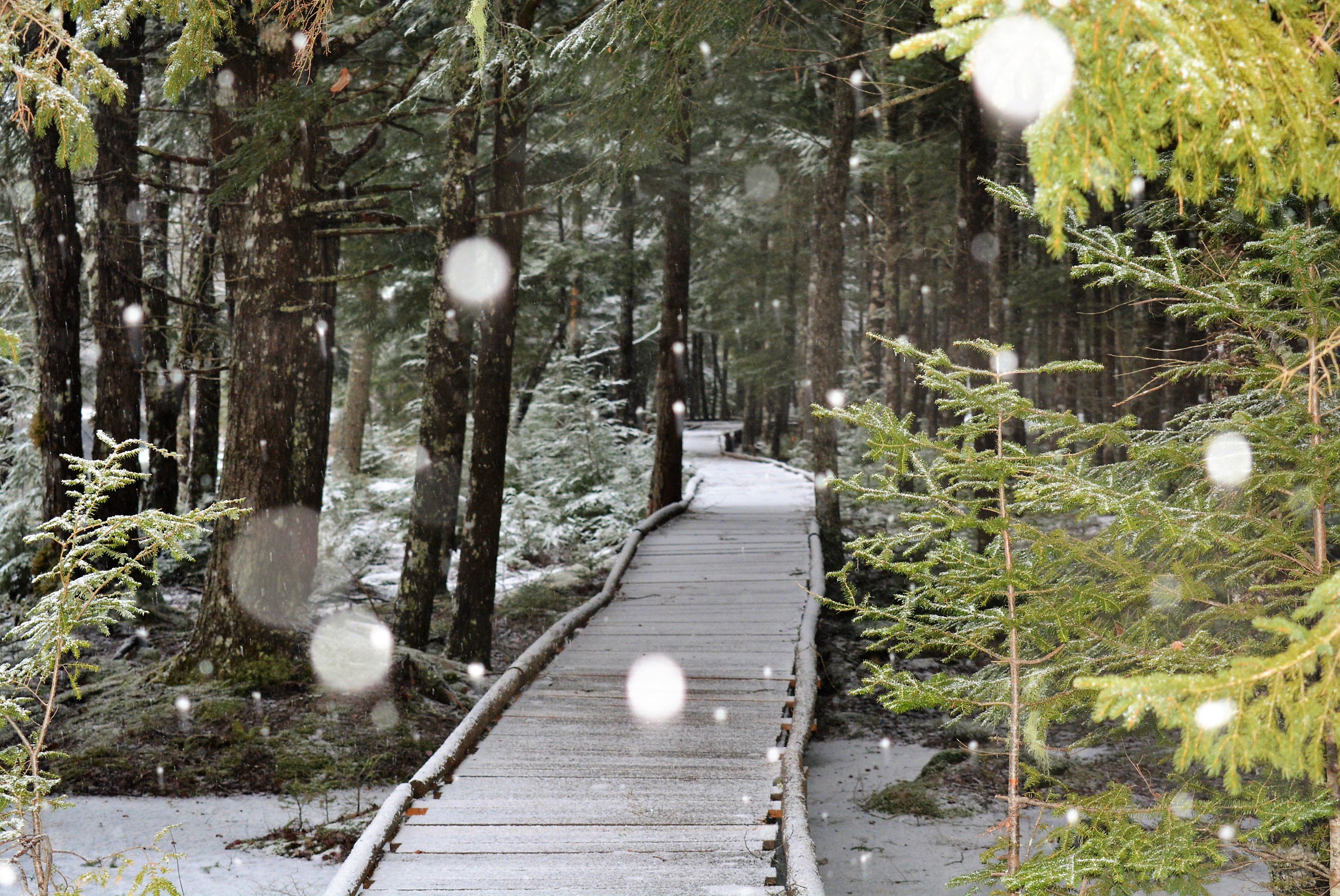 Mersey River Chalets and Nature Retreat-浴室