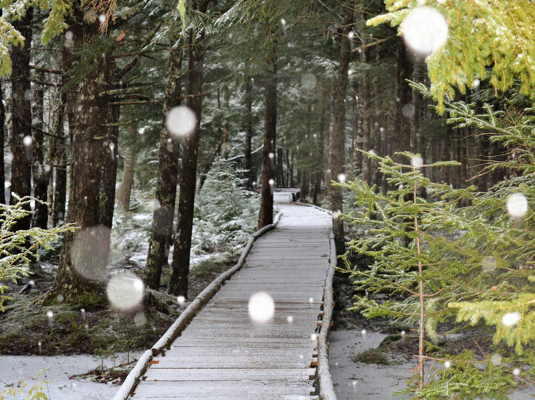 Mersey River Chalets and Nature Retreat主图